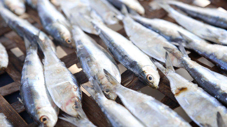 Fish ready for drying
