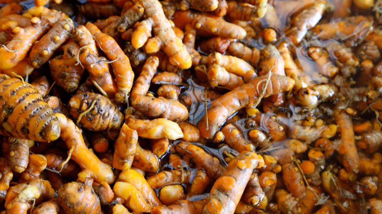 Washed roots of turmeric plant, ready for processing