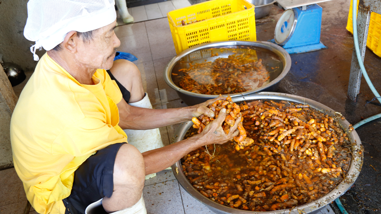 Employees of Mira’s Turmeric Products washing the turmeric roots