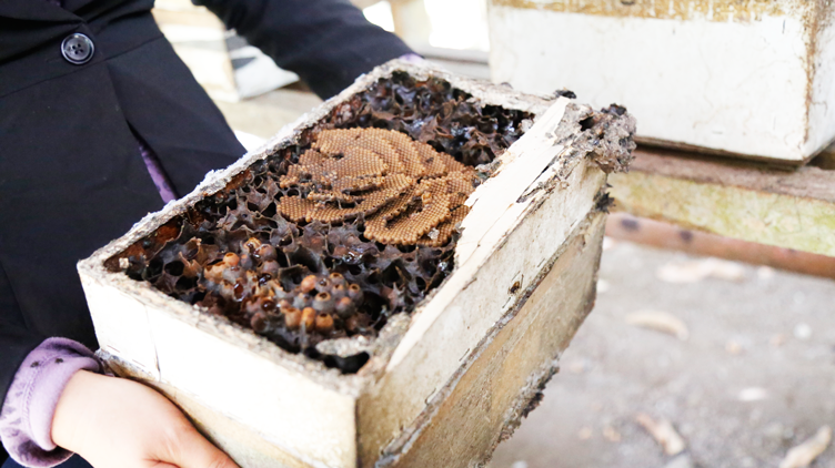 Honeycomb producing stingless honey
